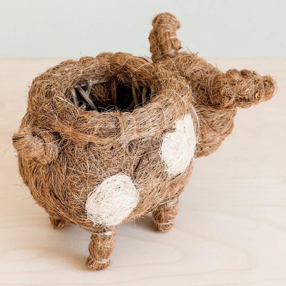 Coconut Coir Animal Planter - Baby Pig