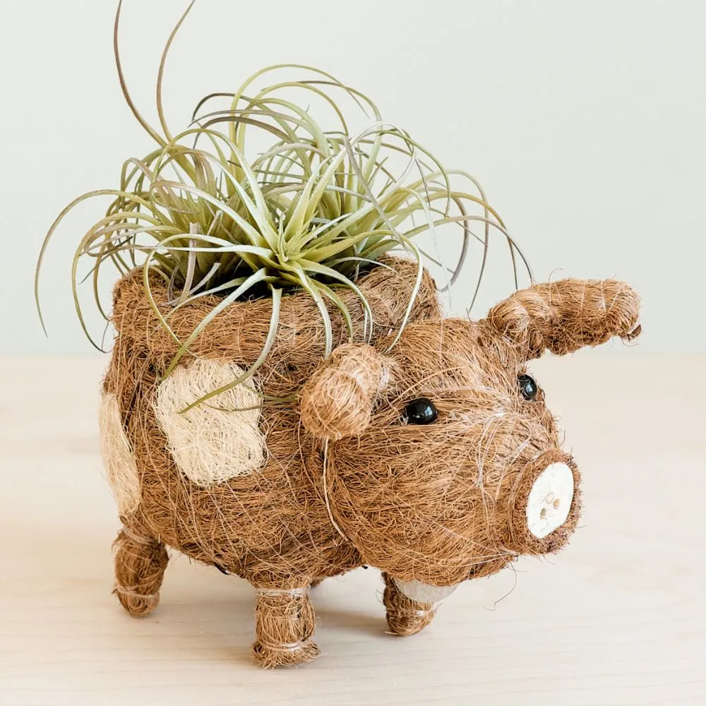 Coconut Coir Animal Planter - Baby Pig