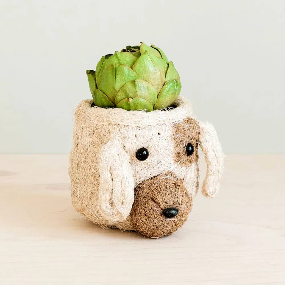 Coconut Coir Succulent Planter - Dog